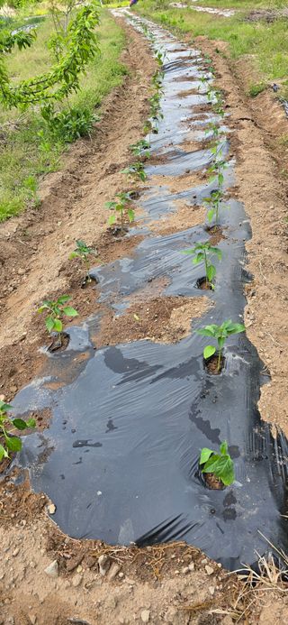 돌복숭아님의 기타작물 · 영농일지 작성글 사진