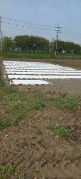 팜모닝 고구마·영농일지 게시글 이미지