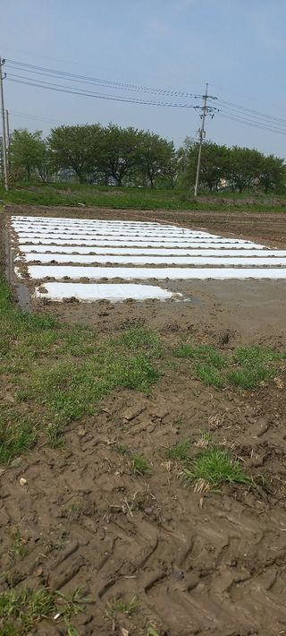 수원농군님의 고구마 · 영농일지 작성글 사진