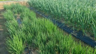 김지철님의 마늘 · 영농일지 작성글 사진