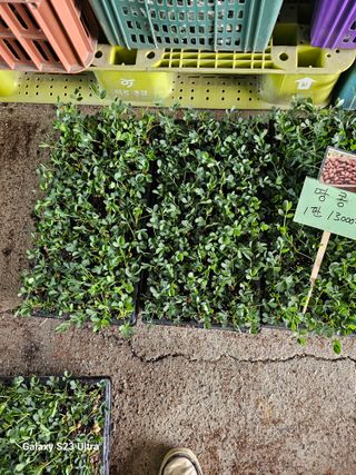 박명흠 님의 기타작물 · 영농일지 작성글 사진