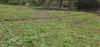 변호연님의 두릅 · 영농일지 작성글 사진