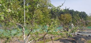 박상중님의 포도 · 영농일지 작성글 사진