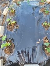 팜모닝 호박·영농일지 게시글 이미지