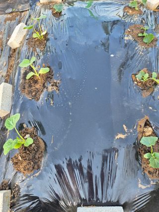 로하스님의 호박 · 영농일지 작성글 사진