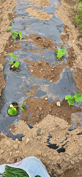 돌복숭아님의 기타작물 · 영농일지 작성글 사진