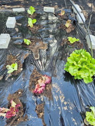 로하스님의 상추 · 영농일지 작성글 사진