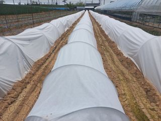 박린님의 고추 · 영농일지 작성글 사진