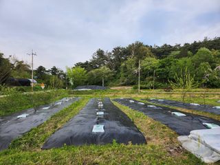 김진영님님의 기타작물 · 영농일지 작성글 사진