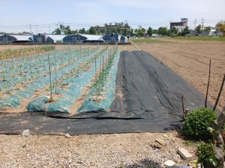 마늘11930님의 고추 · 영농일지 작성글 사진