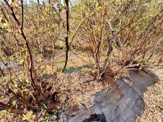 황인근님의 블루베리 · 영농일지 작성글 사진