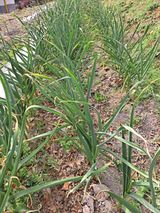 팜모닝 마늘·영농일지 게시글 이미지