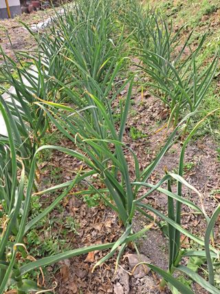 박미스터님의 마늘 · 영농일지 작성글 사진