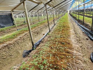 하늘아래삼 님의 기타작물 · 영농일지 작성글 사진