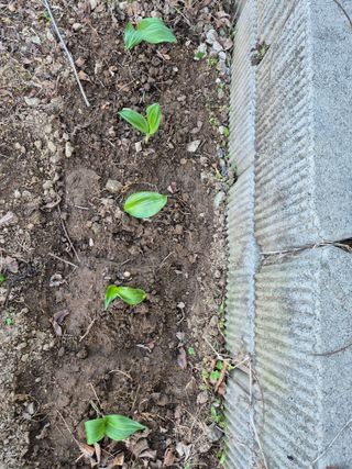 로하스님의 기타작물 · 영농일지 작성글 사진