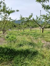 팜모닝 기타작물·영농일지 게시글 이미지