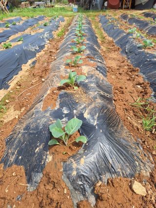 정희군님의 고추 · 영농일지 작성글 사진