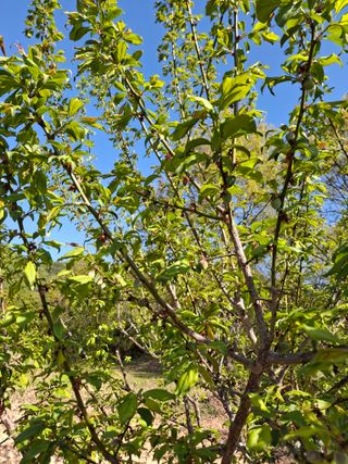 형남영님의 기타작물 · 영농일지 작성글 사진