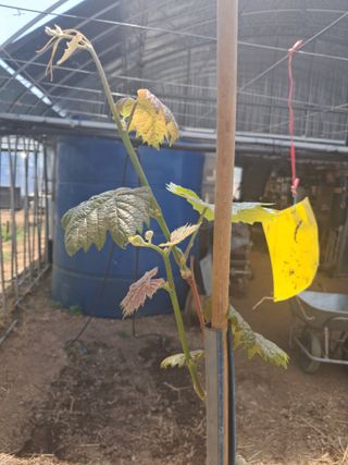 미스농부님의 포도 · 영농일지 작성글 사진