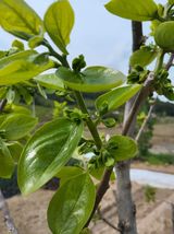 팜모닝 기타작물·영농일지 게시글 이미지