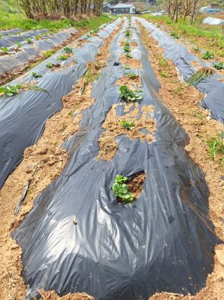 정희군님의 고추 · 영농일지 작성글 사진