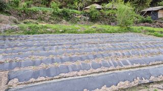 학산형님님의 고구마 · 영농일지 작성글 사진