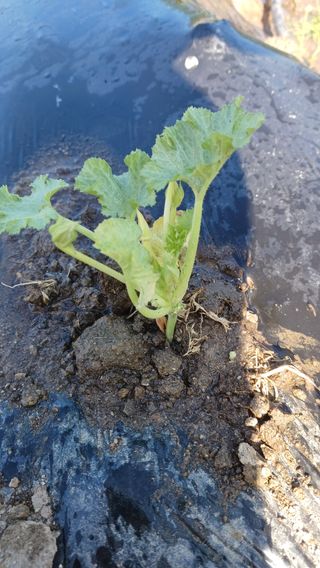 산골촌부님의 고추 · 영농일지 작성글 사진