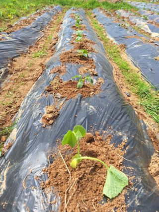 정희군님의 고추 · 영농일지 작성글 사진