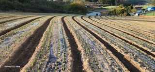 귀촌의꿈님의 파 · 영농일지 작성글 사진