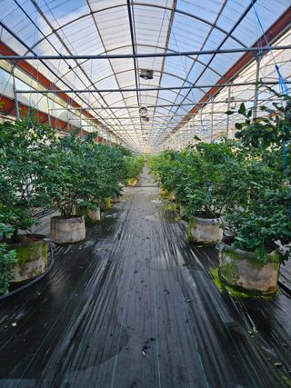 제주 지안이네농장님의 기타작물 · 영농일지 작성글 사진