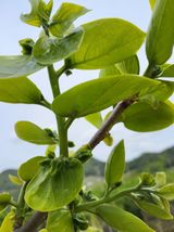 팜모닝 기타작물·영농일지 게시글 이미지