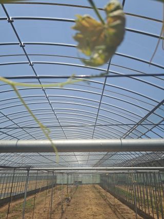 미스농부님의 포도 · 영농일지 작성글 사진