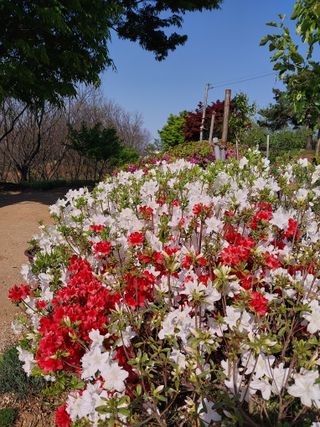 아산이쁘니95960님의 기타작물 · 영농일지 작성글 사진