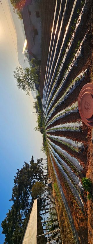 설장구님의 기타작물 · 영농일지 작성글 사진