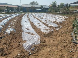 황금알대박농원!님의 기타작물 · 영농일지 작성글 사진