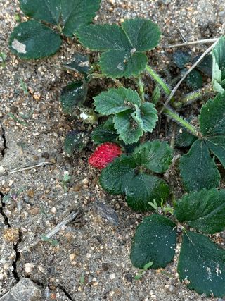 소농민님의 기타작물 · 영농일지 작성글 사진