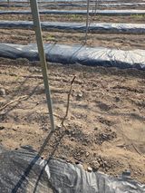 팜모닝 포도·영농일지 게시글 이미지