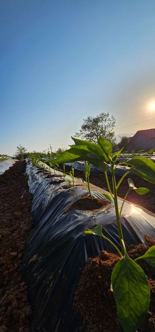설장구님의 기타작물 · 영농일지 작성글 사진