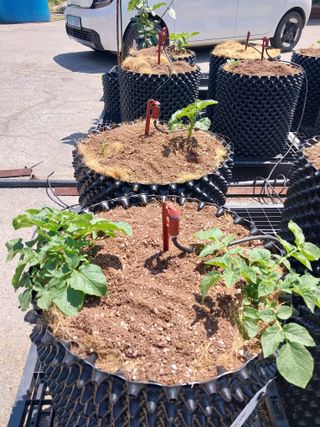 김세용님의 감자 · 영농일지 작성글 사진