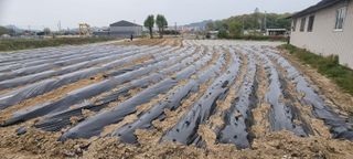 사과님의 옥수수 · 영농일지 작성글 사진