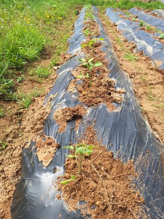 정희군님의 고추 · 영농일지 작성글 사진