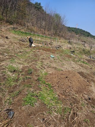 조안순님의 고추 · 영농일지 작성글 사진