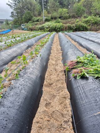 꽃사랑님의 고구마 · 영농일지 작성글 사진