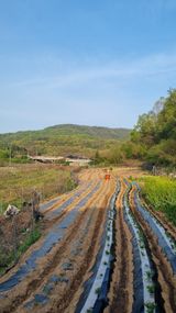 팜모닝 감자·영농일지 게시글 이미지