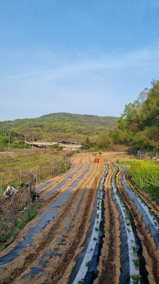 최영환님의 감자 · 영농일지 작성글 사진
