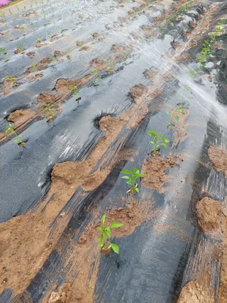 재연농장님의 기타작물 · 영농일지 작성글 사진