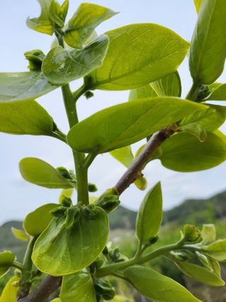 손수열님의 기타작물 · 영농일지 작성글 사진