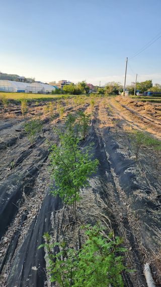 정헌경님의 기타작물 · 영농일지 작성글 사진