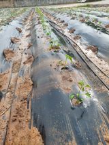 팜모닝 기타작물·영농일지 게시글 이미지