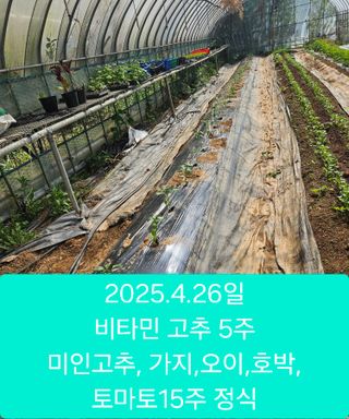 멧돼지님의 고추 · 영농일지 작성글 사진